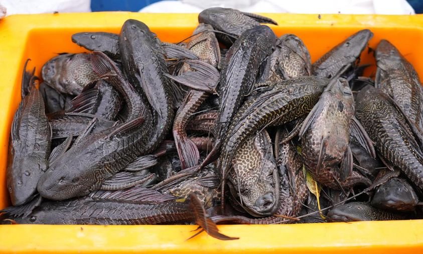 Kontroversi Pembasmian Ikan Sapu-Sapu: Ancaman Nyata Ekosistem, Cara Penanganan Jadi Sorotan Publik