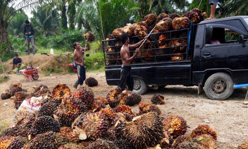 Harga Sawit Naik, Petani di Daerah Penghasil Mulai Bisa Bernapas Lega