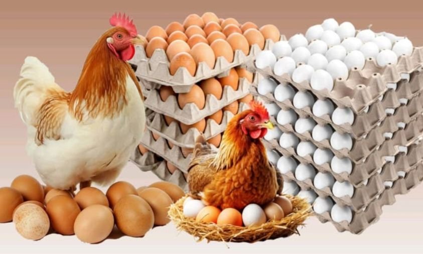 Pemerintah Tetapkan Harga Acuan Ayam dan Telur Mulai 15 Juli 2026, Peternak Diharapkan Lebih Terlindungi