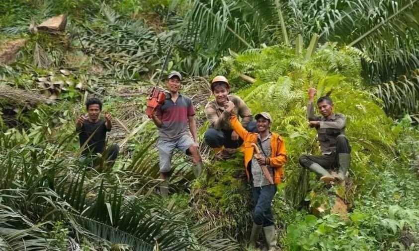 Jerhemy Owen Tebang 10 Hektare Sawit Ilegal