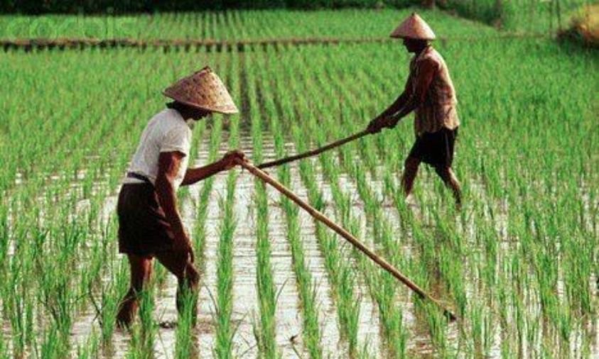 Petani Padi