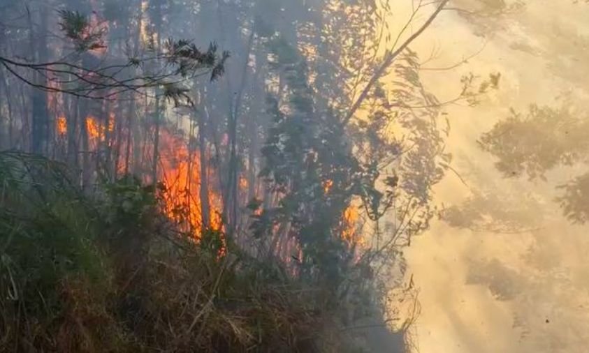 Kebakaran Lahan Terjadi di Sejumlah Daerah pada 19-20 September 2026, Ini Perkembangannya